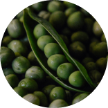 Pea Protein