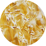 Prebiotic Fiber