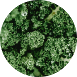 200mcg Folate
