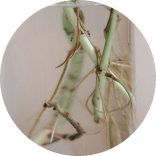 Improved Bioavailability